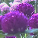 センニチコウの写真